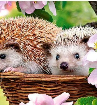 hedgehog exotic pets